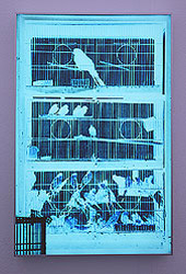blue birds 3