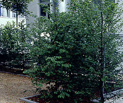 Lindenbaum